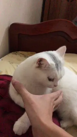 Bóp cổ mèo@Trang Nguyễn