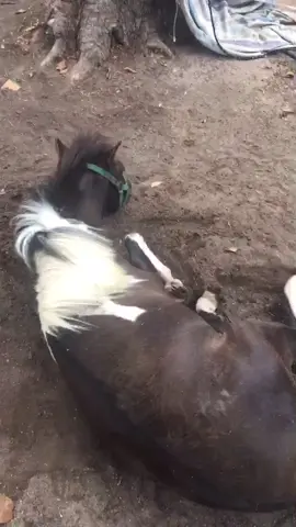 From being *just Another Foal* unloved in a small dirt yard with 50 others, to spoilt rotten💙luv u