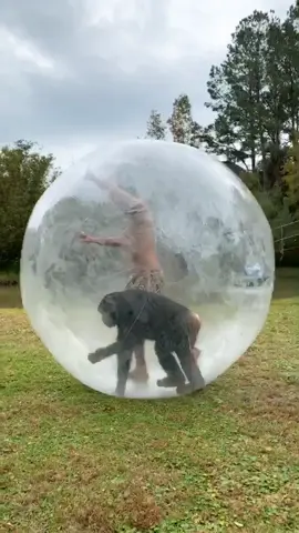 This is how we get from place to place 😂🧡 #justdancemoves #makeitred  #holidaycountdown #JumanjiChallenge #myrtlebeachsafari #chimp #myrtlebeach
