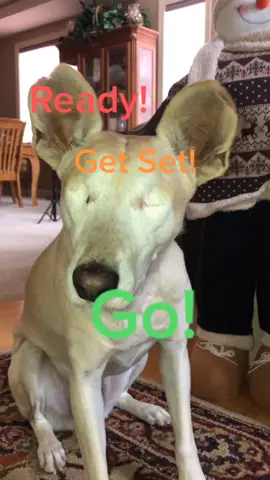 Not bad for a doggo with no eyes! #justdancemoves #makeitred #holidaycountdown #foryou #foryoupage #fyp