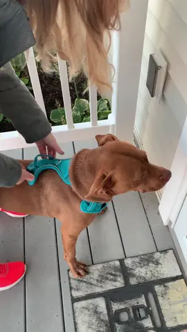 #fyp #dogsoftiktok #PetsOfTikTok #talkinganimals #tatumtalks #dogs