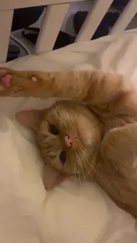 Sleepy Beans💤#cat #fyp #foryoupage #foru #christmas #catslove #catsoftiktok #cats #uk #adorable #catsoftheday