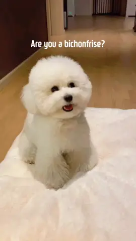 🐻🐩텍스트밈 도전~ #킴미소#이아라#토이푸들#푸들#tiktok#강아지#プードル #トイプードル#펫스토리#마이펫#주간베스트@tiktok_kr#스타펫오디션#반려동물#텍스트밈#틱톡코미디