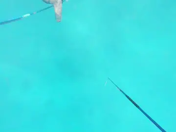 Free Diving in the Bahamas 🇧🇸 #diving #mermaid