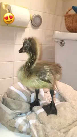 ￼ baby goose￼ Loves the blowdry￼#foryou#fyp#foryoupage#baby#pet