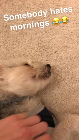 #sleepyboy #sleepydog #sleepypup #notamorningperson #tooearly #itstooearly #pickles #dogsoftiktok