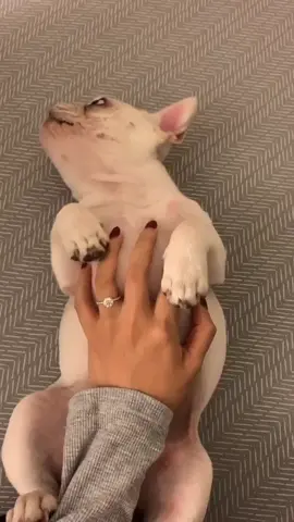 so much wiggles #puppy #tiktokpets #tiktokpartner
