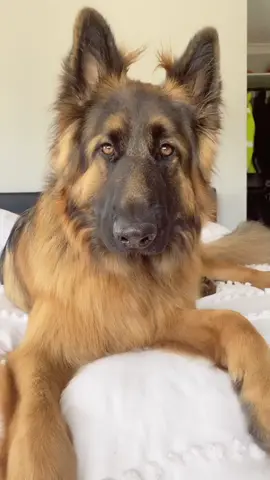 I’m still ugly 😜 #foryou #fyp #foryoupage #germanshepherd #dogsoftiktok