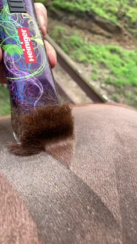 Rafiki got a clip today! So more satisfying videos😇 #satisfying #haircut #equestrian #showjumping #horse