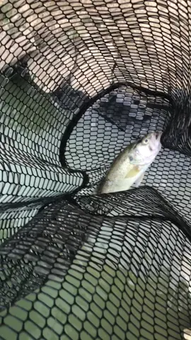 Why....#bassfishing #holidaypets