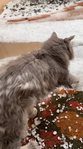 When it hails in Arizona #arizonacheck #ayoarizonacheck #arizona #fyp #letitsnow #holidayszn #youmade2019 #gotcaught #foryou #foryoupage #foruyou