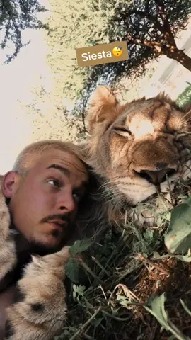 Who loves to nap😴 after lunchtime? 😝 #deanschneider#siesta#lovelions#africa