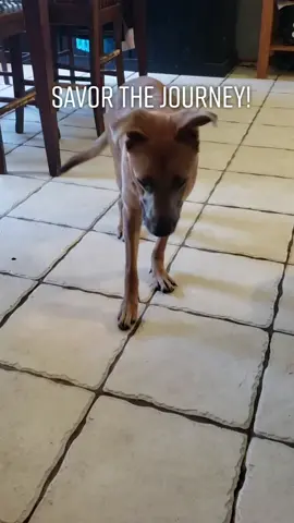 Tag a friend who needs this! #beintentional #positivevibes #justthink #dogsoftiktok #tiktokdogs #fyp #petbff #positivevibes #ellendegeneres #foryou