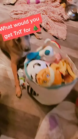 Christmas is coming! #beintentional #positivevibes #justthink #dogsoftiktok #tiktokdogs #petbff #toys  #santa #christmas