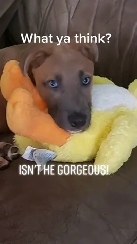 Trimble's growing up! #baby #foryou #fyp #eyes  #GlowUp  #pretty