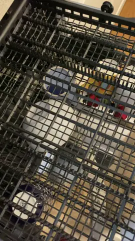 Sweet but a psycho! #sweetbutapsycho #4upage #foryoupage #dogsoftiktok #puppy #retrieverpuppy #puppylove #cutepuppies #goldenretriever