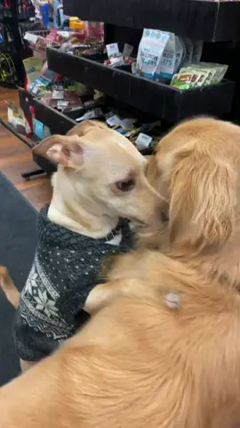 This little guy just wanted to be friends ❤️ #dogsoftiktok #dogfriends