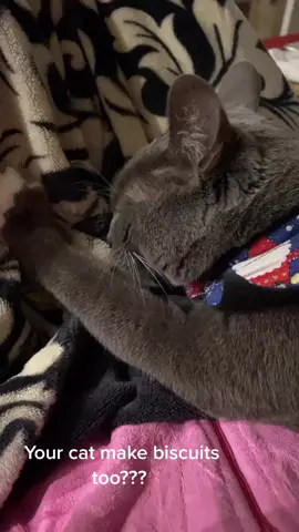 Mr. Harry making some biscuits! ￼#cats #catsoftiktok #catsbae #catslove #repost