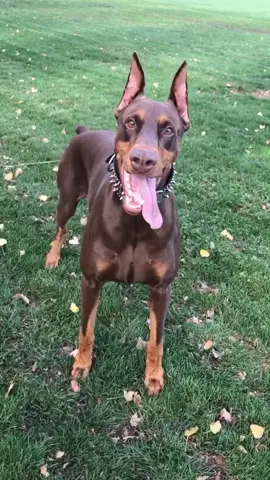 I love his nub-mometer ❤️ #sohappy #happyplace #doberman #mustlovedogs