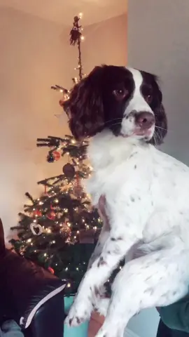 Christmas clap No. 1 #christmas #springerspaniel #puppy