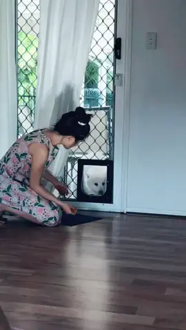 Just Cotton destroying the dog door. #dogsoftiktok #spitz #japanesespitz #foryou #dogdoor #teamdestroy