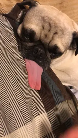 so this is zeb. he is completely asleep. and his tongue is too long for his mouth so it permanent hangs out🙂 #puglife #puglove #fyp #foryoupage