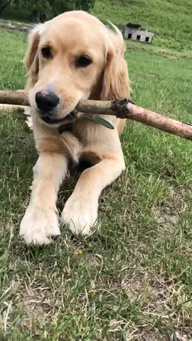 Stick boy #picklesthegoldenboy #dog #nz #fyp #foryoupage #goldenretriever