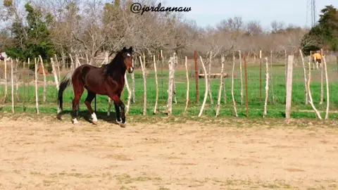POV:You’re out in a field & gemil asks you to follow him,to experience true freedom.🍂✨ #pov #fyp #slow #aesthetic #winterbreak #horse #beauty #run
