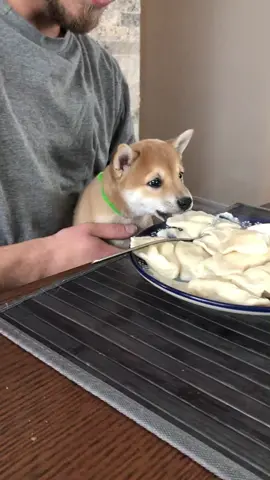 Meet our little friend. He likes eating pierogi 😋 #pierogi #polish #polishdog #SnackTime #shiba #shibainu #funnyvideos #funnydogvideos #sillydogs