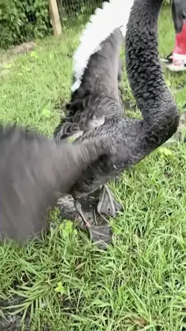 Real life Pokémon🦢 haha #animals #swan #mean #pet #foryou #fyp