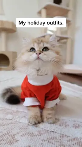 Just an ordinary day putting holiday outfits together. 😹 #holidayootd #holiday #holidayoutfit #fashion #outfit #fyp #bundleup #catsoftiktok #cat