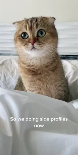 why not #imcuteandiknowit #cats