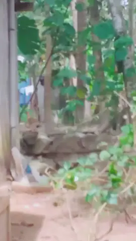 ഇങ്ങനെ നടന്നു വന്നാൽ ഒരുപാട് ലൈക്ക് കിട്ടും എന്ന് അറിഞ്ഞു അതുകൊണ്ട് നടന്നു നോക്കിയതാ😁😁😁😁😁😁😁😁😁😁ഒന്നു സപ്പോർട്ട് ചെയ്യണേ 😜😜😜😜😜😜😜