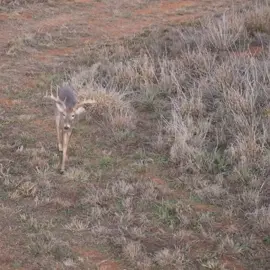 what do you think happened to him!? #fy #viral #foru #hunting #deer #injury