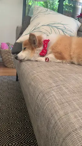 wat #dog #corgi #blep