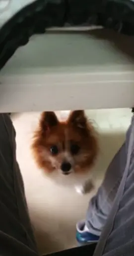 Whenever there is food 🐶 like to feed her ❤️ #cute #cutedog #pomeranian #tiktokpets #cutevideo #fyp #doglover