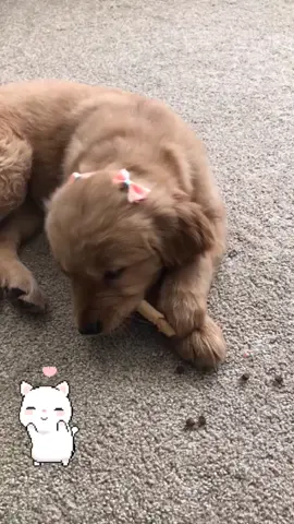 Hold on. #goldensammyjoy #goldenretriver #fyp #foryou