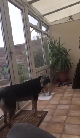 can’t stop thinking about that dog singing with perfect vibrato #hoest #fyp #viral #foryou