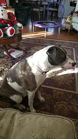 Little piddie doesn't know what to do 🤣