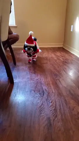 Doggie Christmas fashion #shihtzu  #christmas #fashion #tiktokpartner #dogsoftiktok  #foryoupage #fyp #merrychristmas  #funny #fun