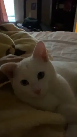 meet snowball 🤍❄️#fyp #mycat