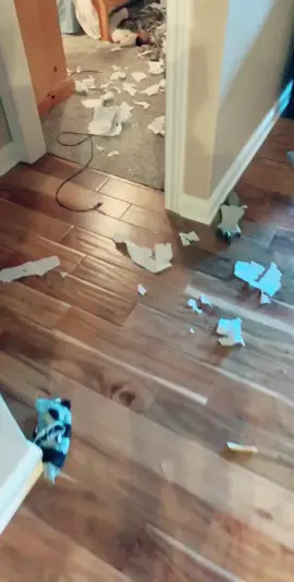 Toilet paper owed him money #foryou #dog #dogsoftiktok #puppy #labrador