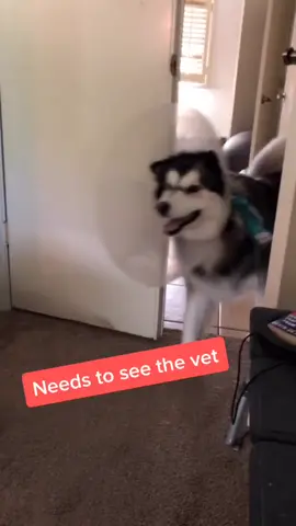 So needy 😆 wait til the end #fyp #dogchallenge #dog