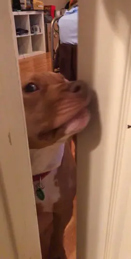Anyone else’s dog do this? #noprivacy #dontbesuspicious #foryou #pitbulls #pitbullsoftiktok