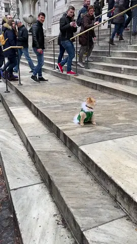 #cindylauper #tik_tok #follwme #dogchallenge #dog #nyc #foryou #pomeranian #cute #wintersports #givemeasign #newyear #newyork #teddybear #Love