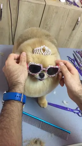 #fasion #lifesstyle #doglife #dogchallenge #doggrooming #doglove