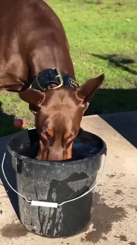 Dog or fish?! #ballin #turntup #dobermanpinscher #crazyrebels