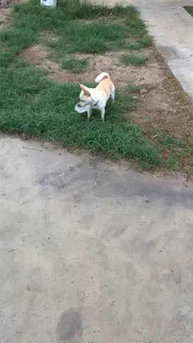 #pacothefearless