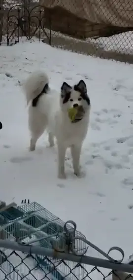 Into the unknown!! #foryoupage #goodbye2019 #feature #foryou #dogsoftiktok