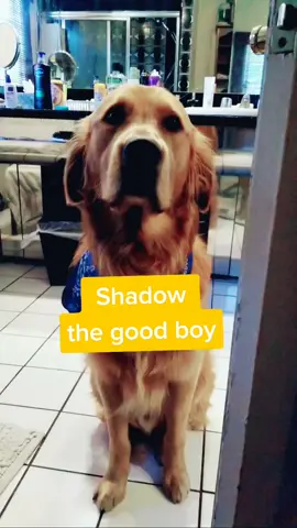#resolutionunlocked #goldenretriever #ck9